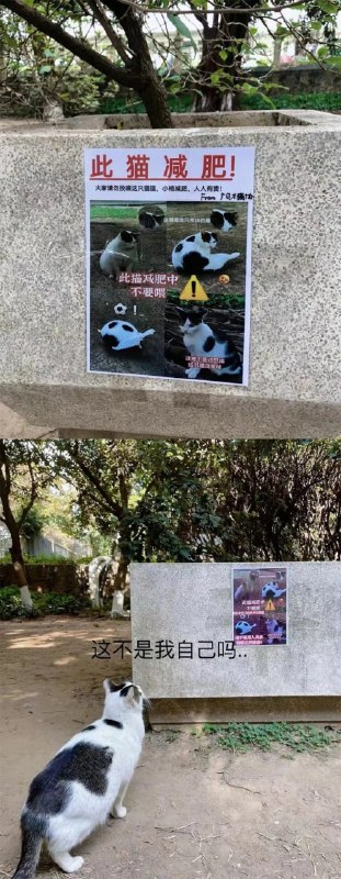 #猫猫