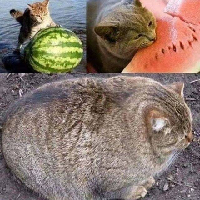 #猫猫