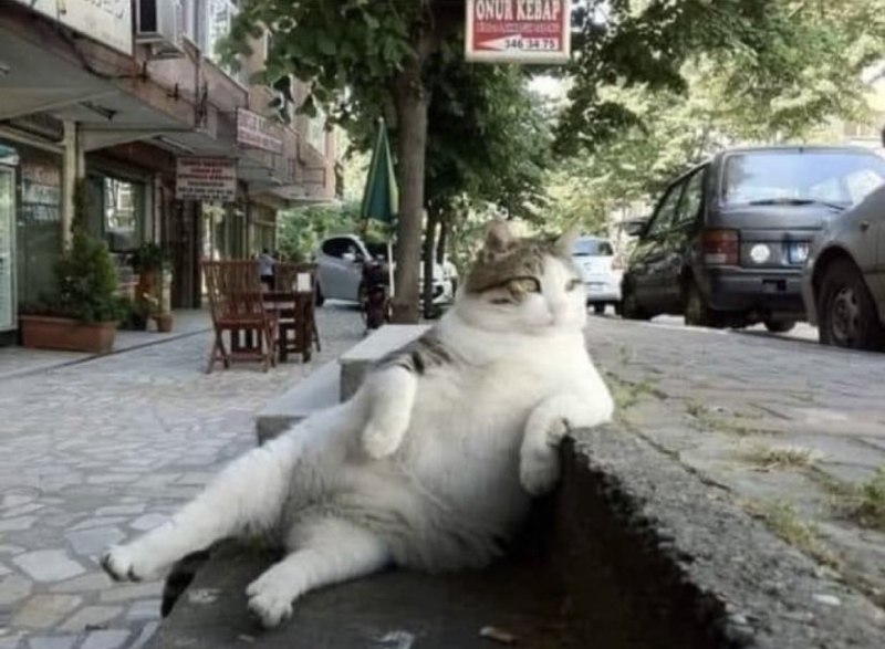 #猫猫#猫猫