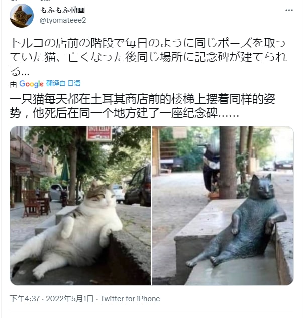 #猫猫#猫猫