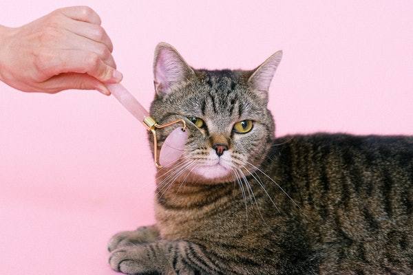 猫是自己主动驯化为人类的宠物