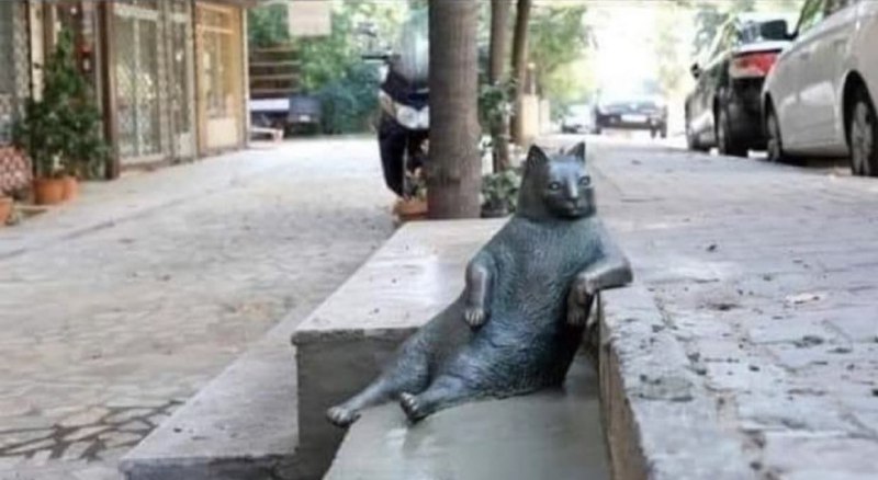 #猫猫#猫猫