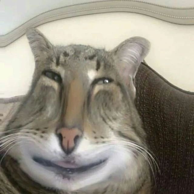 #猫猫 哈哈镜#猫猫 哈哈镜