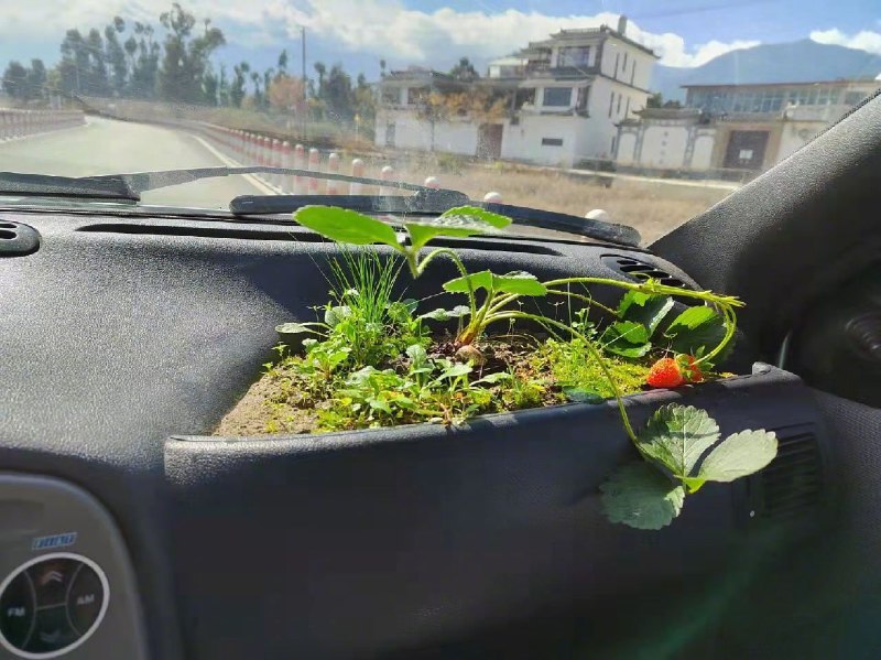 🤔在车里种草莓......🤔在车里种草莓......