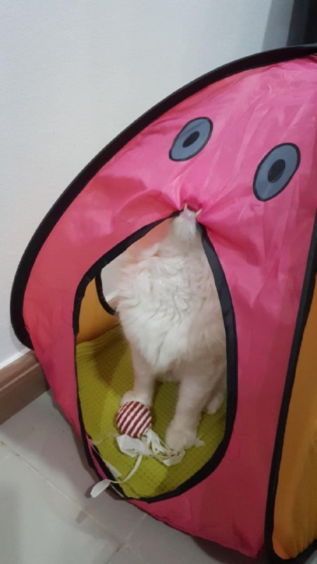 #猫猫