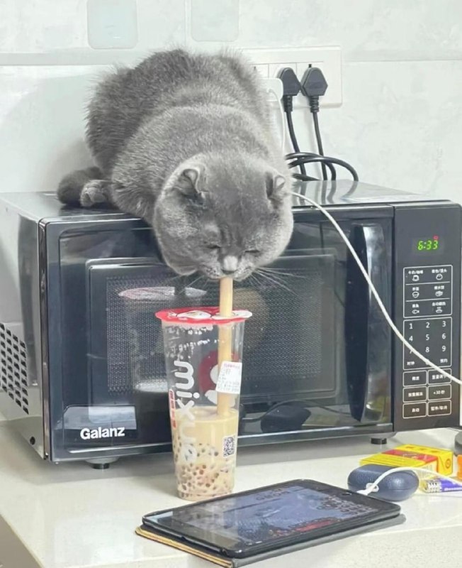 #猫猫