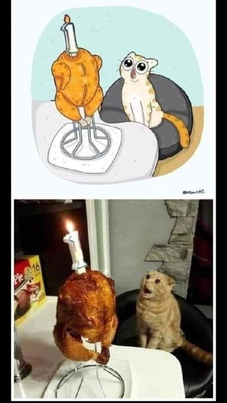 #猫猫