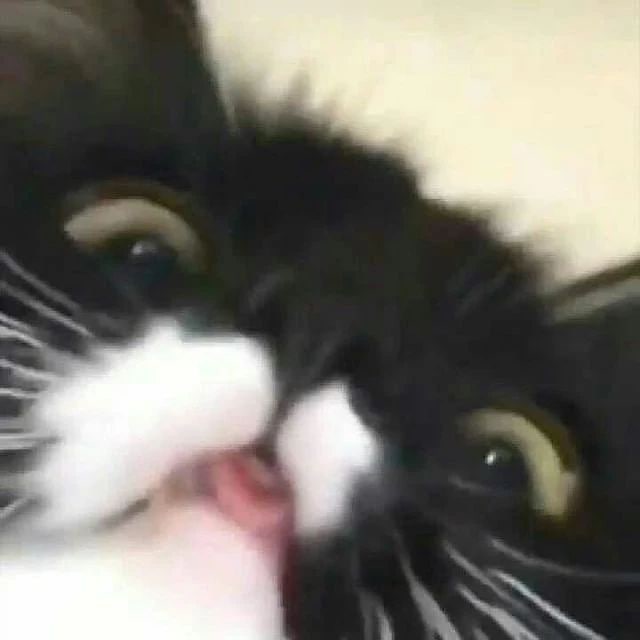 #猫猫 哈哈镜#猫猫 哈哈镜