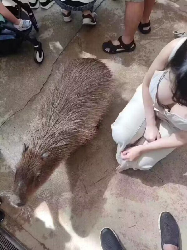 好大的水豚😮