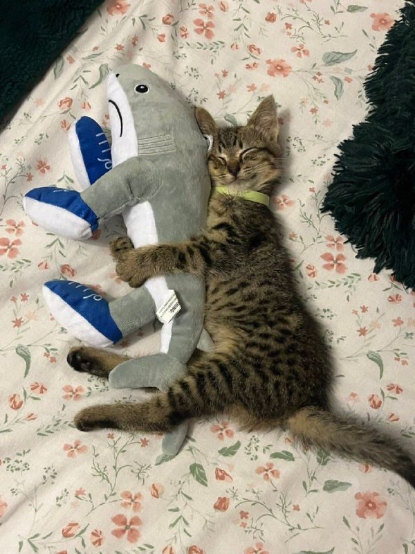 #猫猫