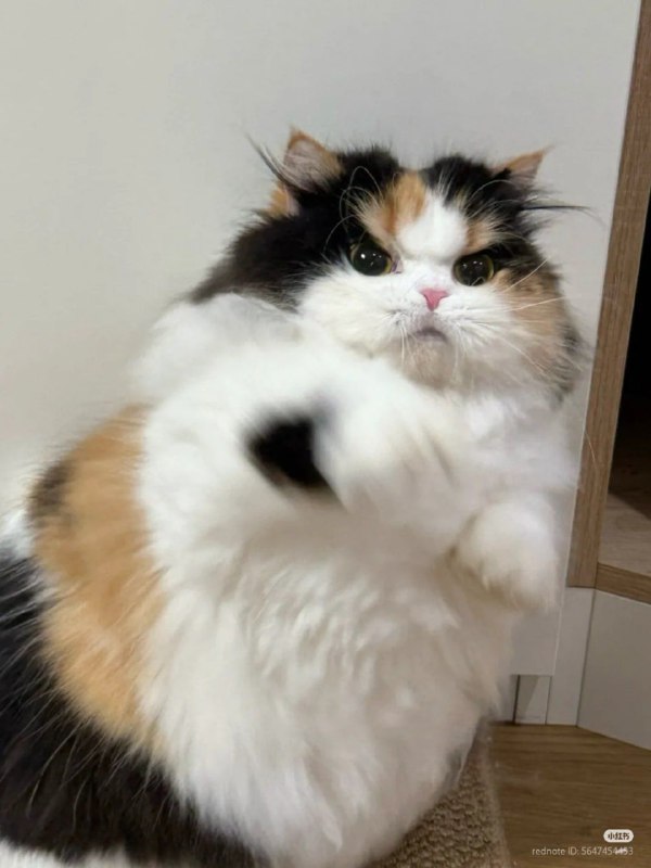 👊🏻😠#猫猫
