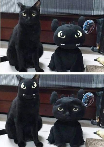 #猫猫 换脸