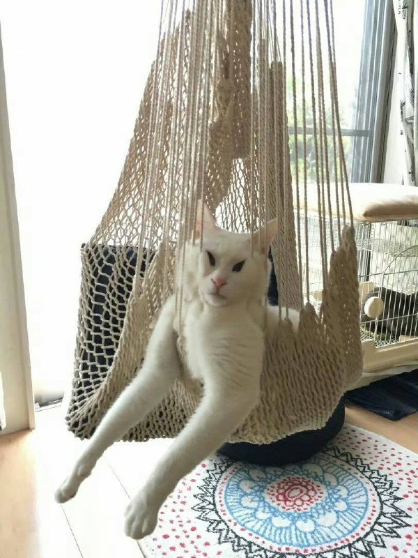 #猫猫