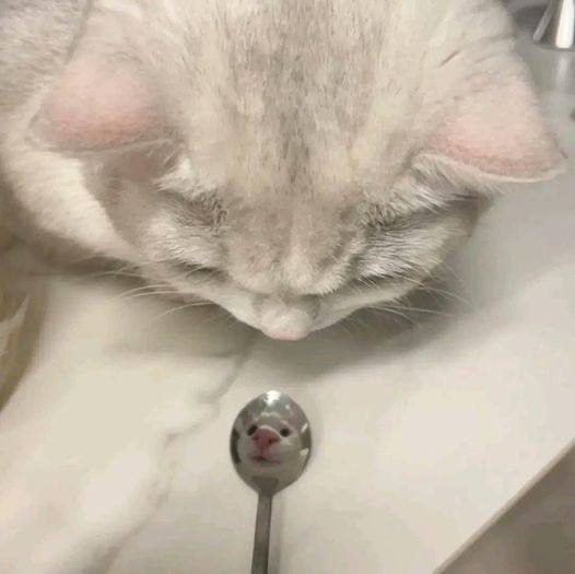 #猫猫