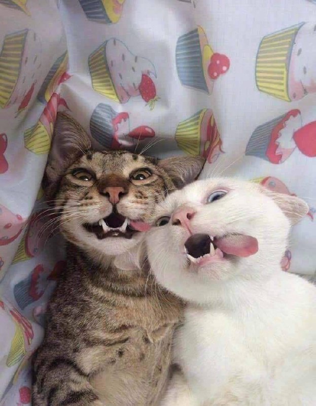 #猫猫