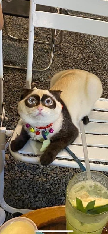 #猫猫 🐼#猫猫 🐼