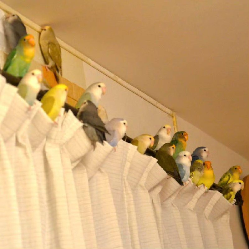 🦜
