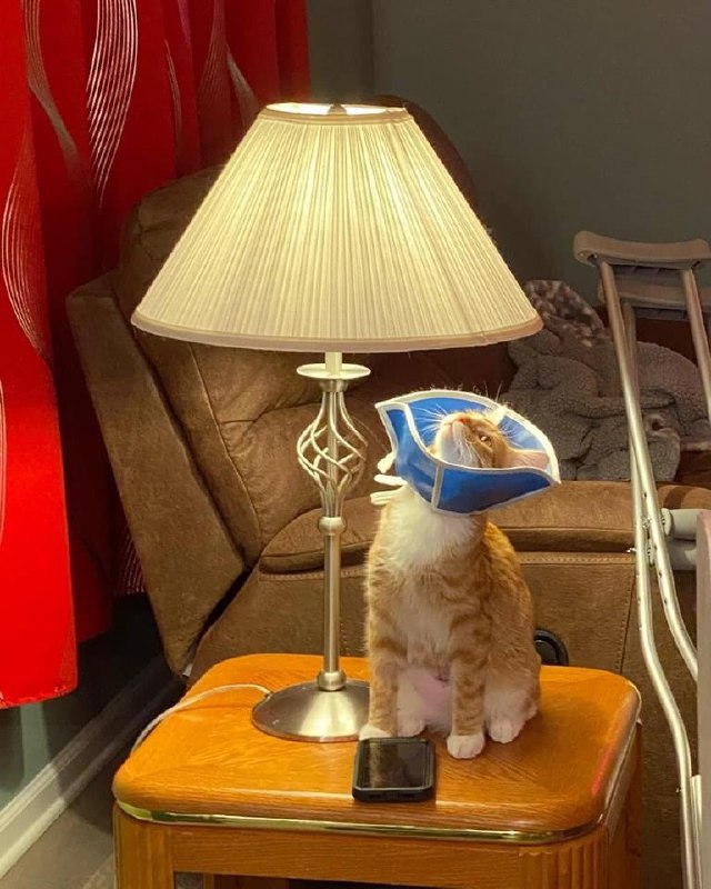 #猫猫