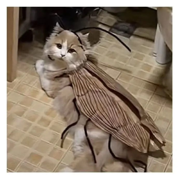 #猫猫#猫猫