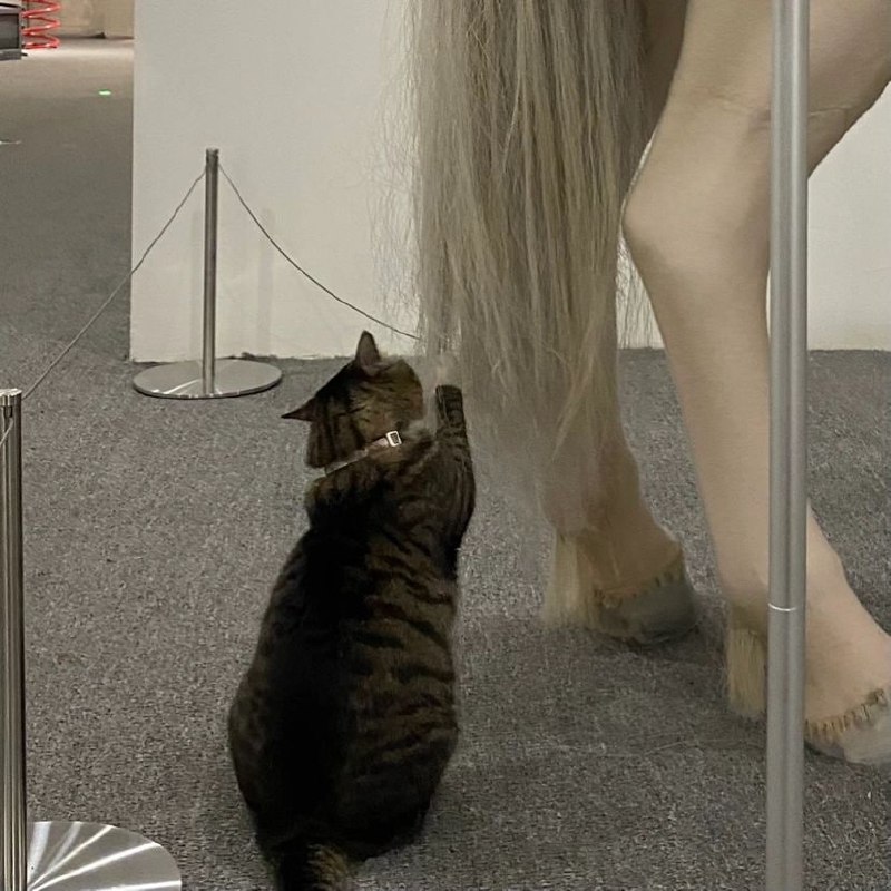 #猫猫#猫猫