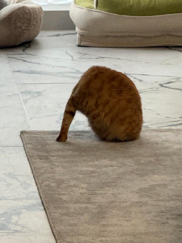 一只手枪腿😋#猫猫
