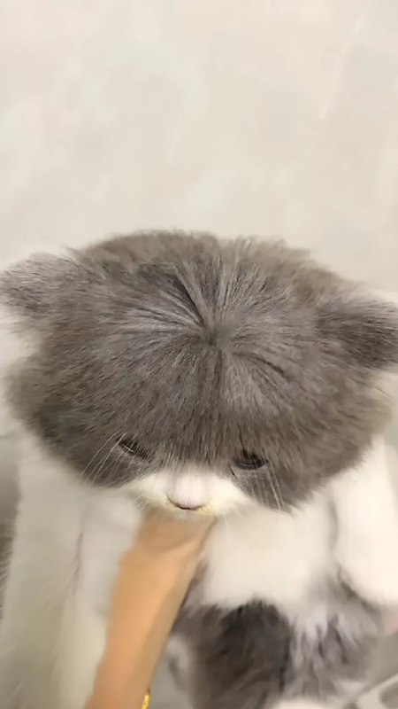 #猫猫#猫猫