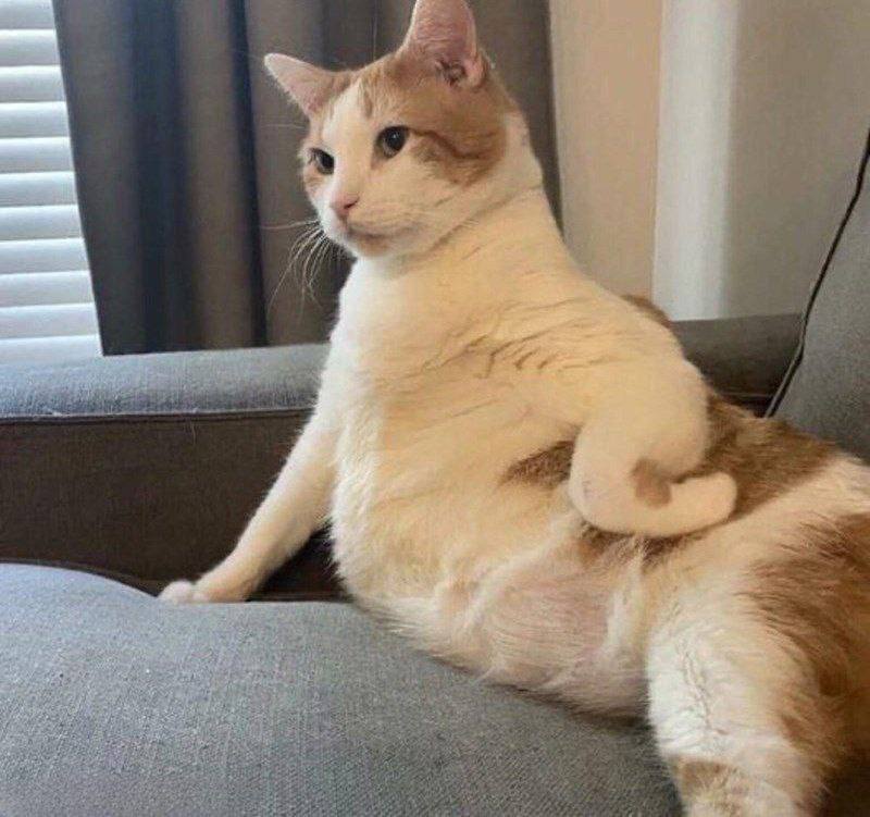 #猫猫