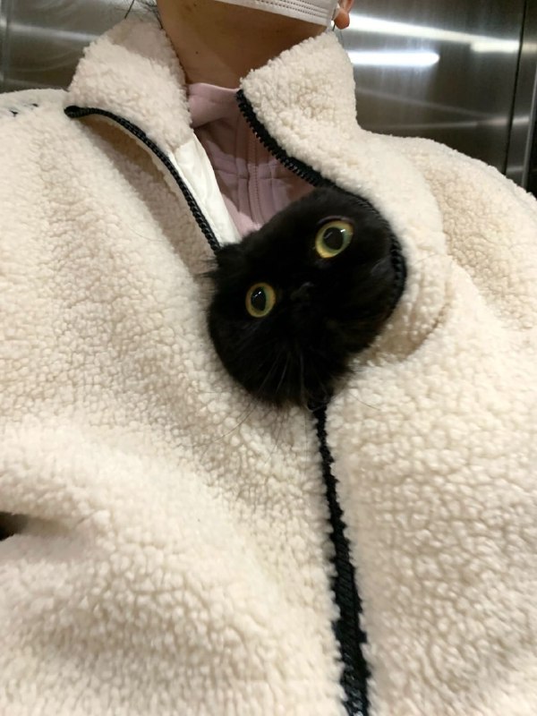#猫猫#猫猫