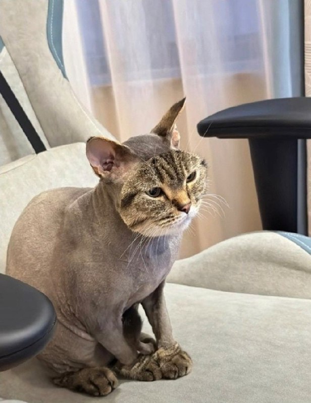 #猫猫