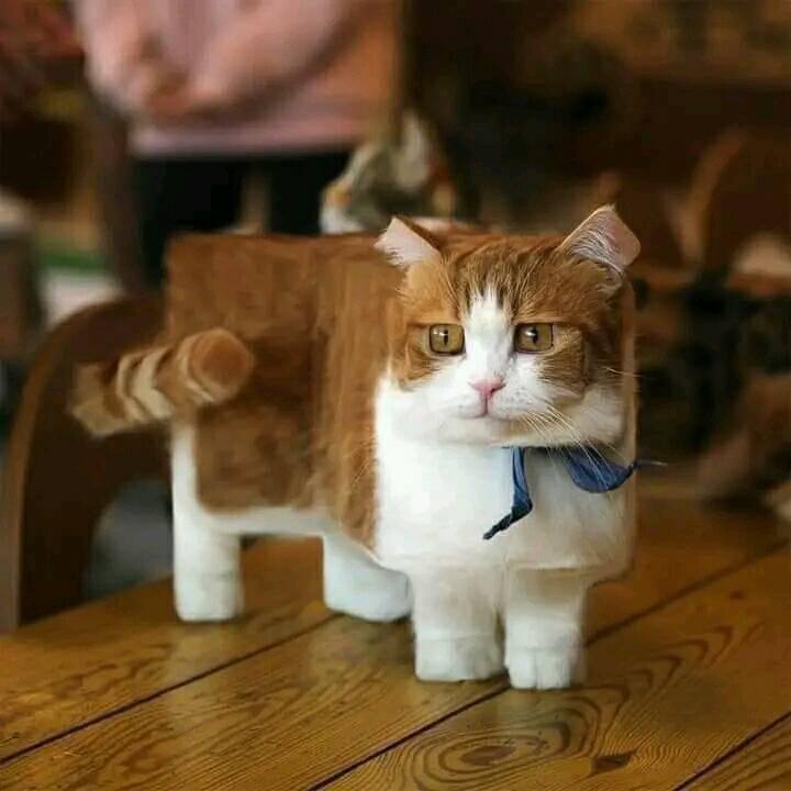 #猫猫