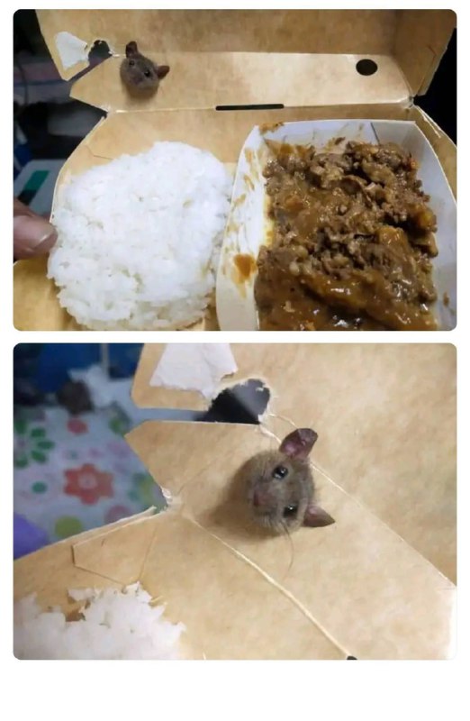…………