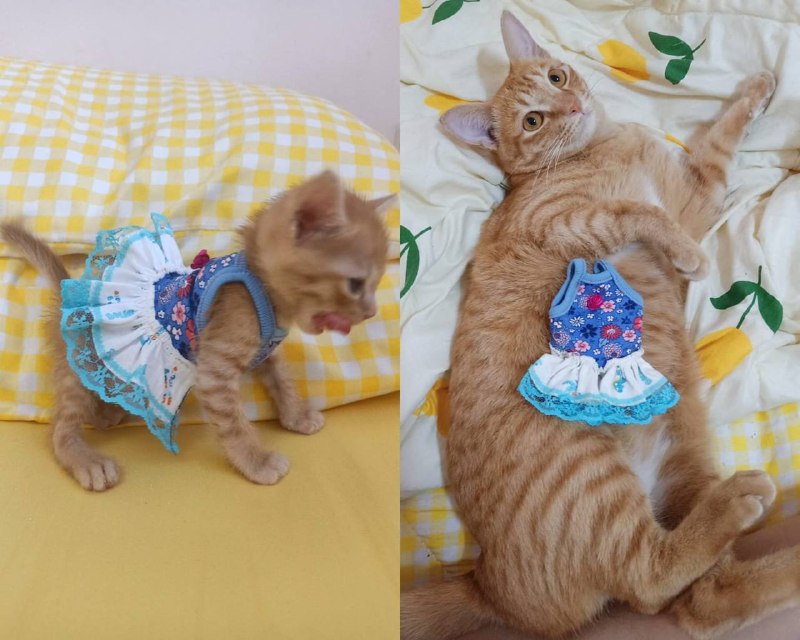#猫猫