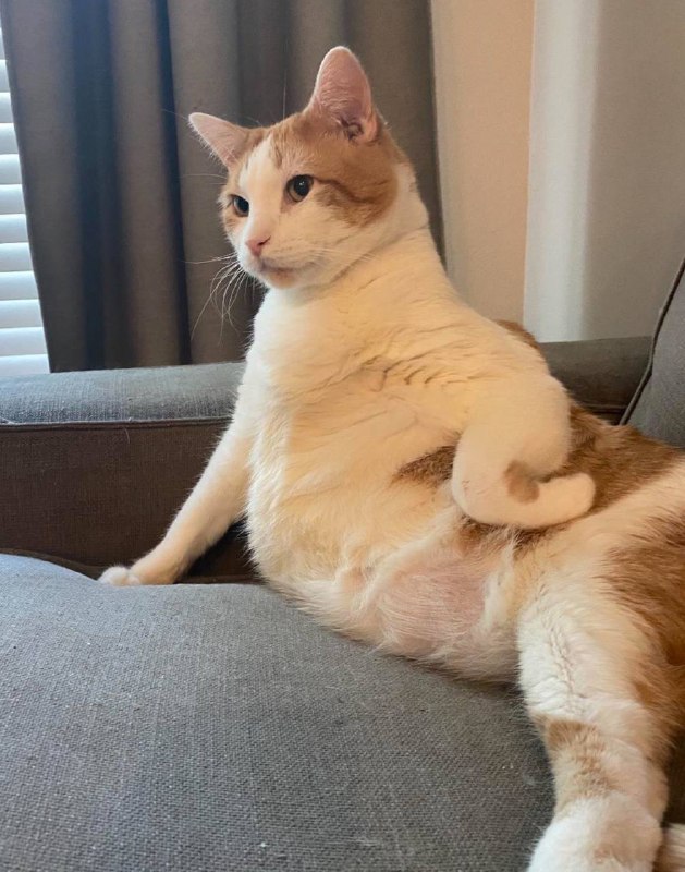 #猫猫