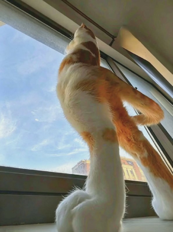 伟岸！#猫猫