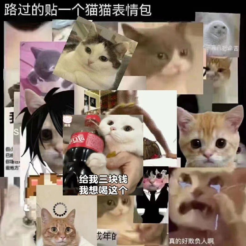 请把你的 #猫猫 交出来🐈
