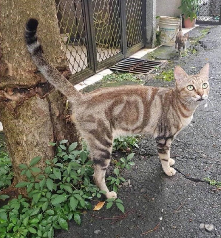 一直挂着Clash的 #猫猫🤔一直挂着Clash的 #猫猫🤔