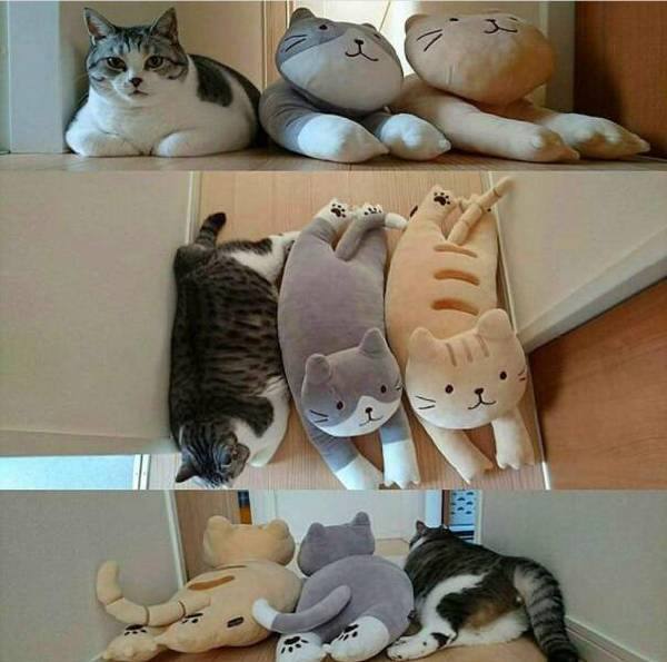 #猫猫