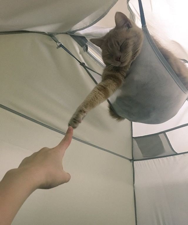 #猫猫