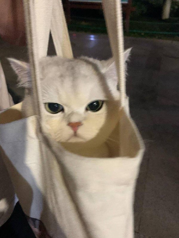 #猫猫