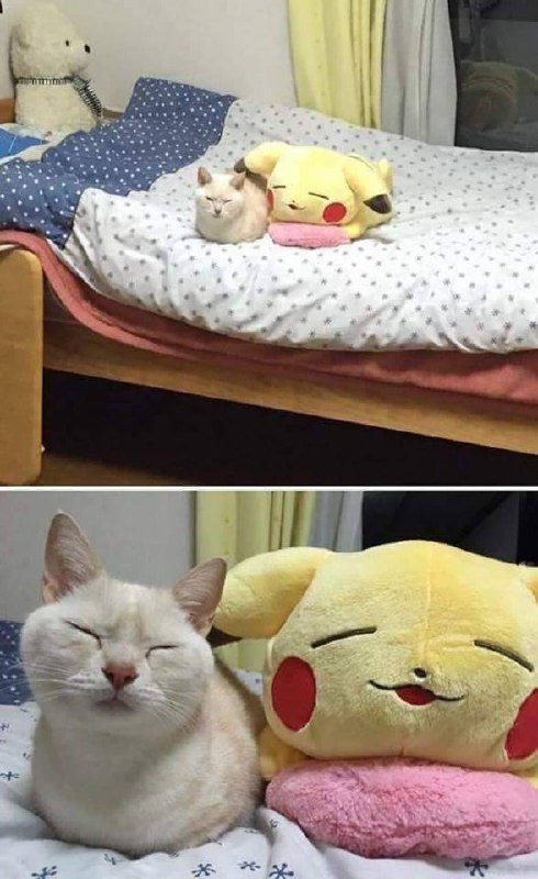 #猫猫