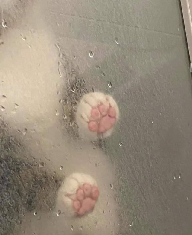 #猫猫