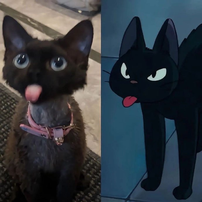 #猫猫