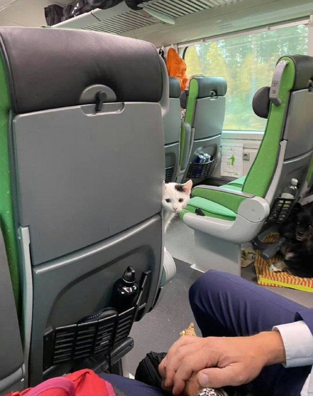 #猫猫#猫猫