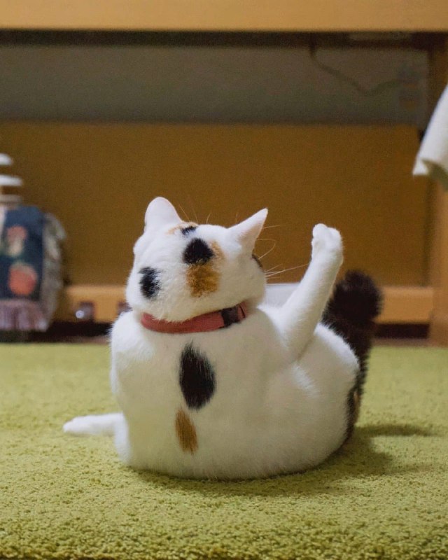 #猫猫