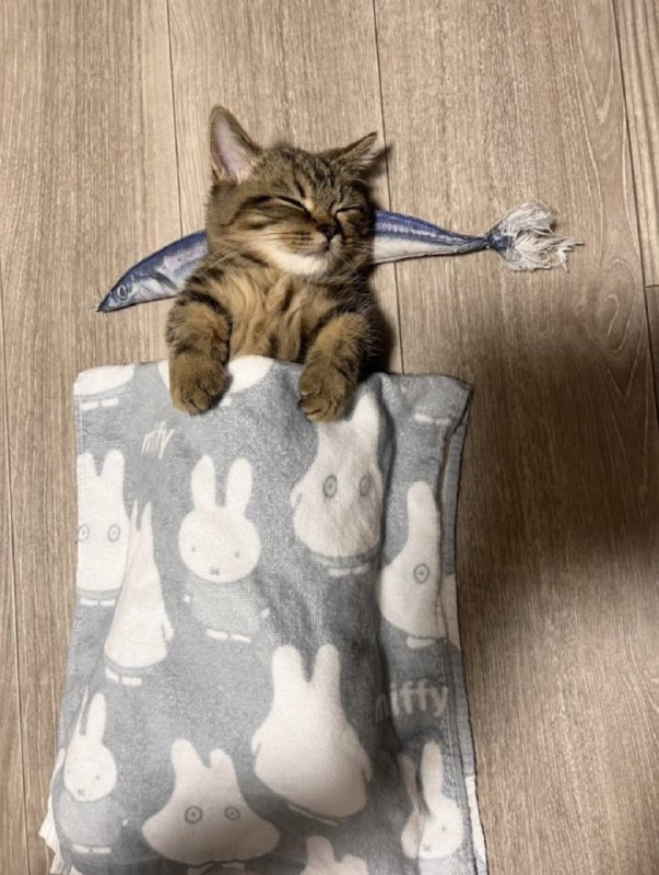 #猫猫