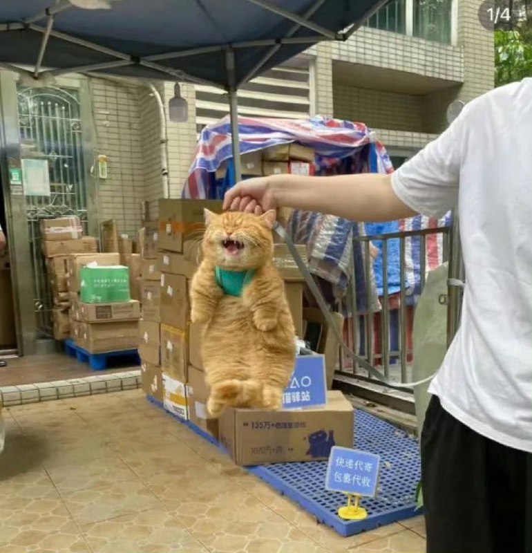#猫猫#猫猫