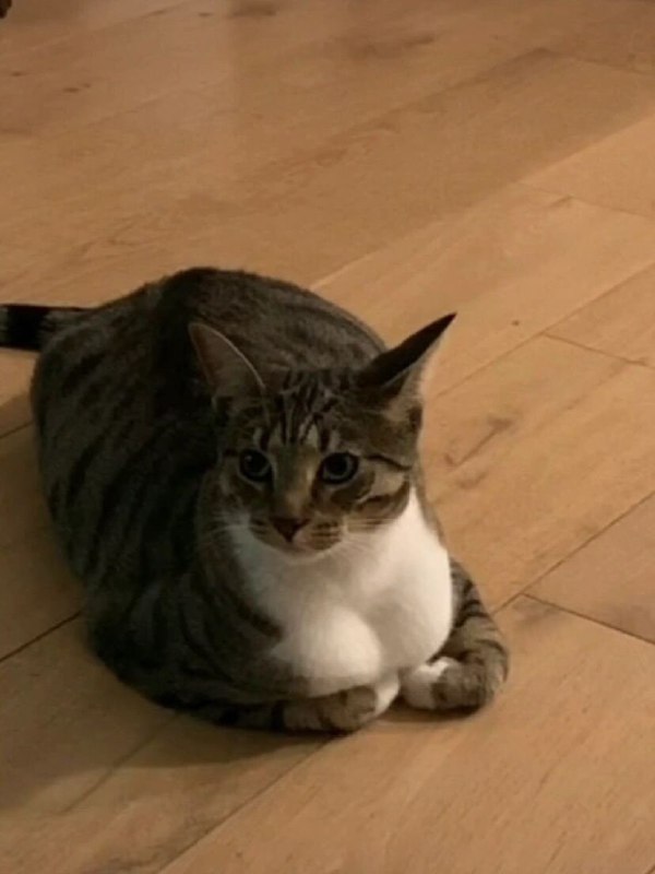 #巨乳#巨乳