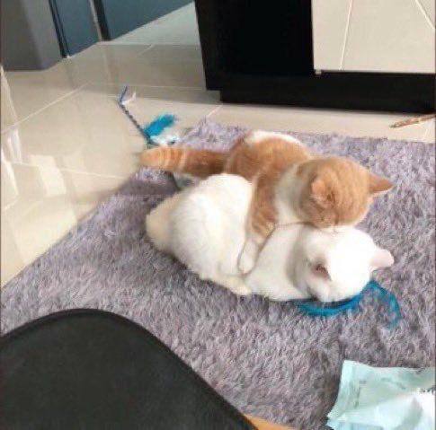#猫猫#猫猫