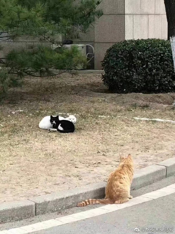 橘猫能有什么坏心思呢……橘猫能有什么坏心思呢……