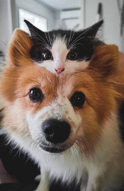#猫猫 #狗狗